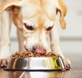 Resolving the Problem of a Sensitive Stomach in Dogs