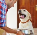 Things You Should Know About The Best Puppy Food In The Market