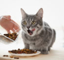 Treat Your Feline Friends with the Best Food