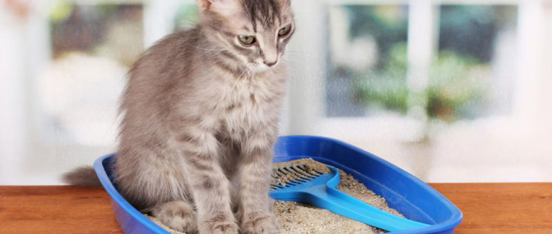 5 different types of cat litter for your feline partner