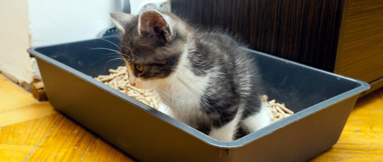 5 tips to choose the correct cat litter