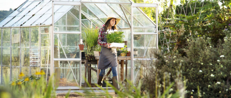 7 tips for the beginner greenhouse gardener