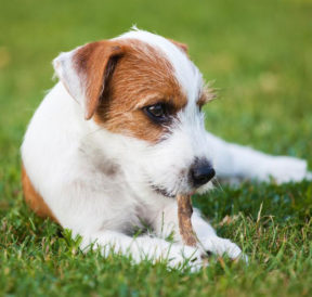 Dog allergies: symptoms and treatments