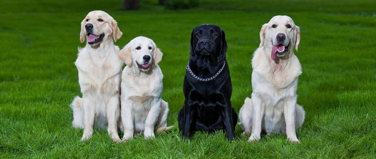 Eight most popular dog breeds