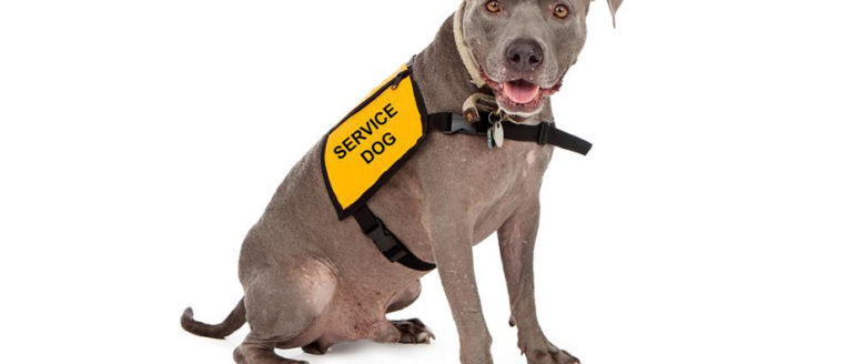 Everything you need to know about getting a service dog certification