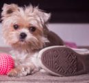 Five Things You Need to Know About Morkies