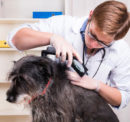 Four diseases dogs may spread to their owners
