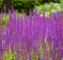 How to grow lavender flower plants