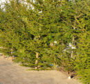 How to keep your pine Christmas tree fresh