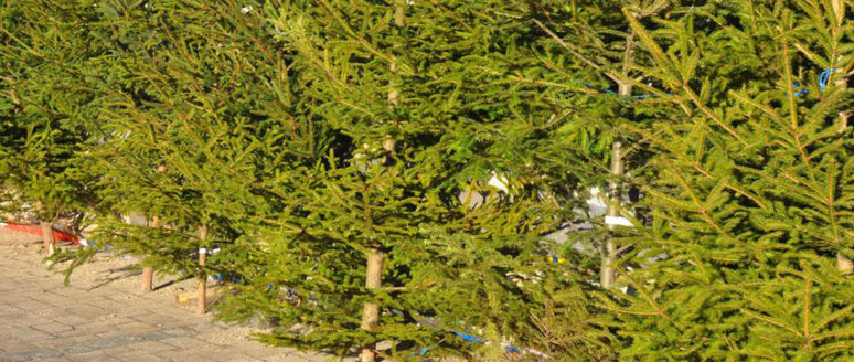 How to keep your pine Christmas tree fresh