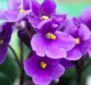 Know your African violets