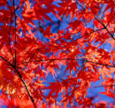 Maple trees – pruning, benefits and interesting facts
