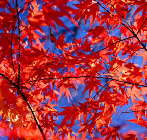 Maple trees – pruning, benefits and interesting facts