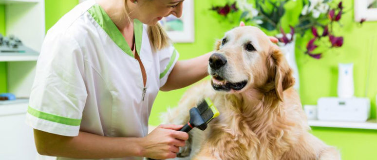PetSmart grooming coupons for all dog grooming needs