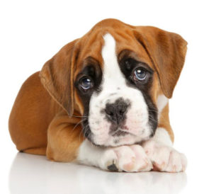 Popular boxer puppies breeders in the country