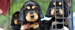 Popular small breed dogs who make great companions