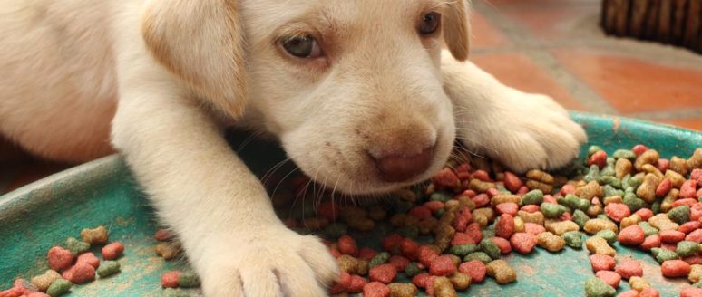 Popular websites to buy puppy food