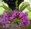 The care your orchids need
