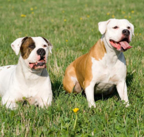 Things to know if you own a english bulldog
