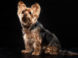 Things you need to find out about a Yorkie on sale