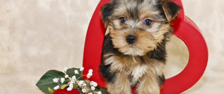 Tips to bring up a Morkie puppy