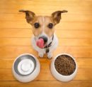 3 Best Dog Food Brands For Growing Puppies