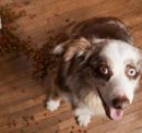 5 Best Premium Dog Foods For Your Puppy