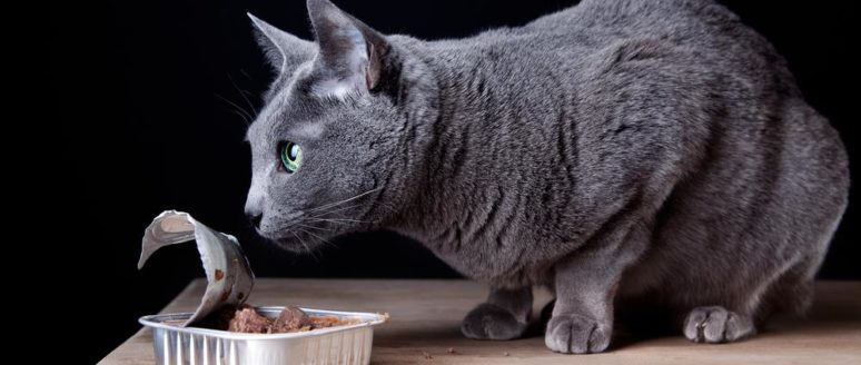 6 canned foods recommended for cats