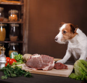 A Guide To The Best Premium Dog Food