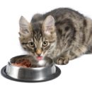 A guide to buy the perfect dry cat food