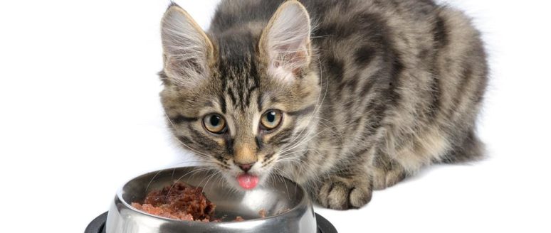 A guide to buy the perfect dry cat food