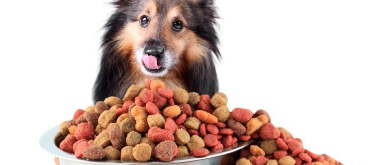 A guide to choose the right dog food