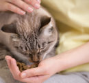Dry Foods For Cats To Improve Their Health
