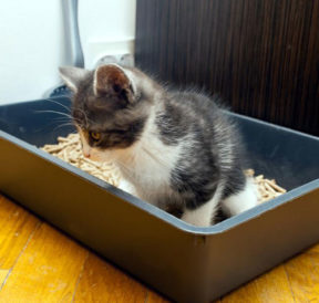 Factors to consider before purchasing automatic cat litter boxes