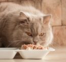 Healthiest food options for cats