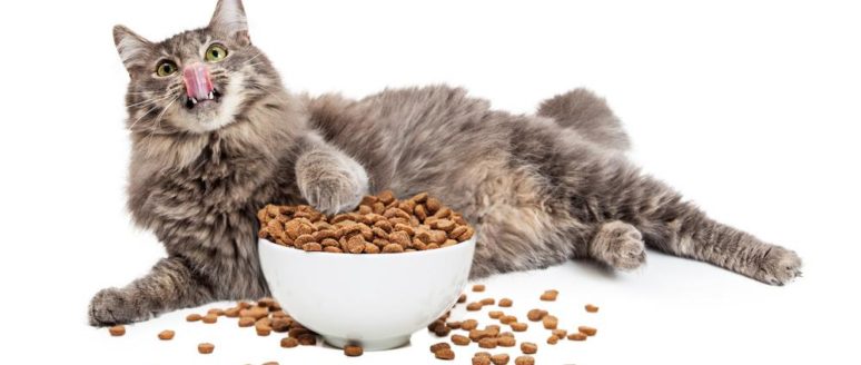 How to choose the right food for your cat