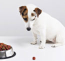 How to develop healthy eating habits for your dog