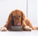 Picking the Best Dog Foods for a Sensitive Stomach