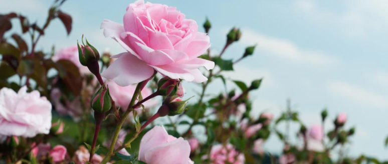 Right way to prune your rose bushes