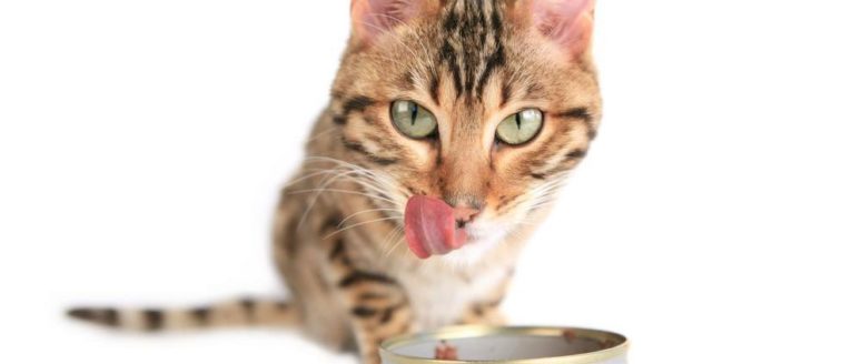 Six amazing benefits of feeding canned foods to cats