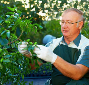 Tree care tips that every passionate gardener should know