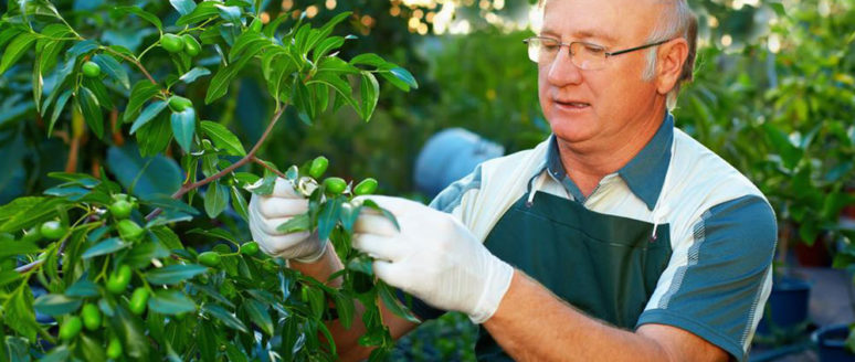 Tree care tips that every passionate gardener should know