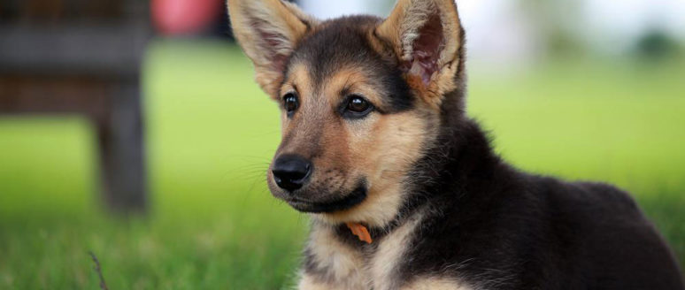 Things you need to know about a German shepherd puppy