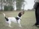 Top eight dog training tips