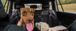 Car barriers that are best suited for dogs