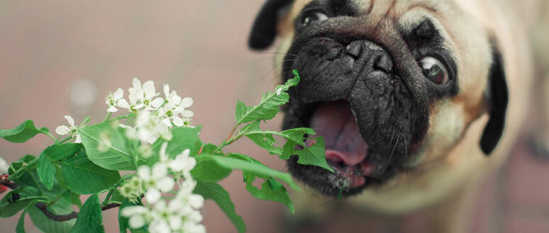 6 plants that are toxic to dogs