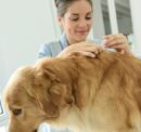 Home remedies for dog allergies