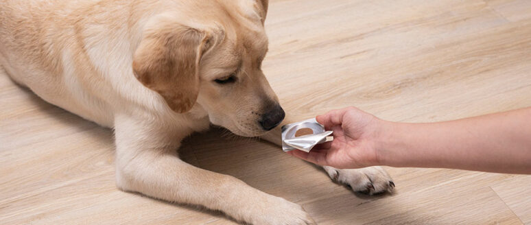Preventing and Treating Dog Fleas