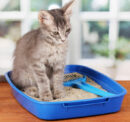 Types of cat litter and their effects on humans