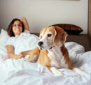 Booking a pet-friendly hotel – Tips and benefits